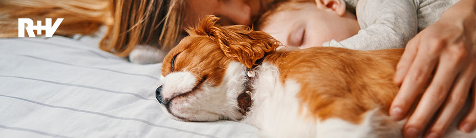 Hundeversicherung