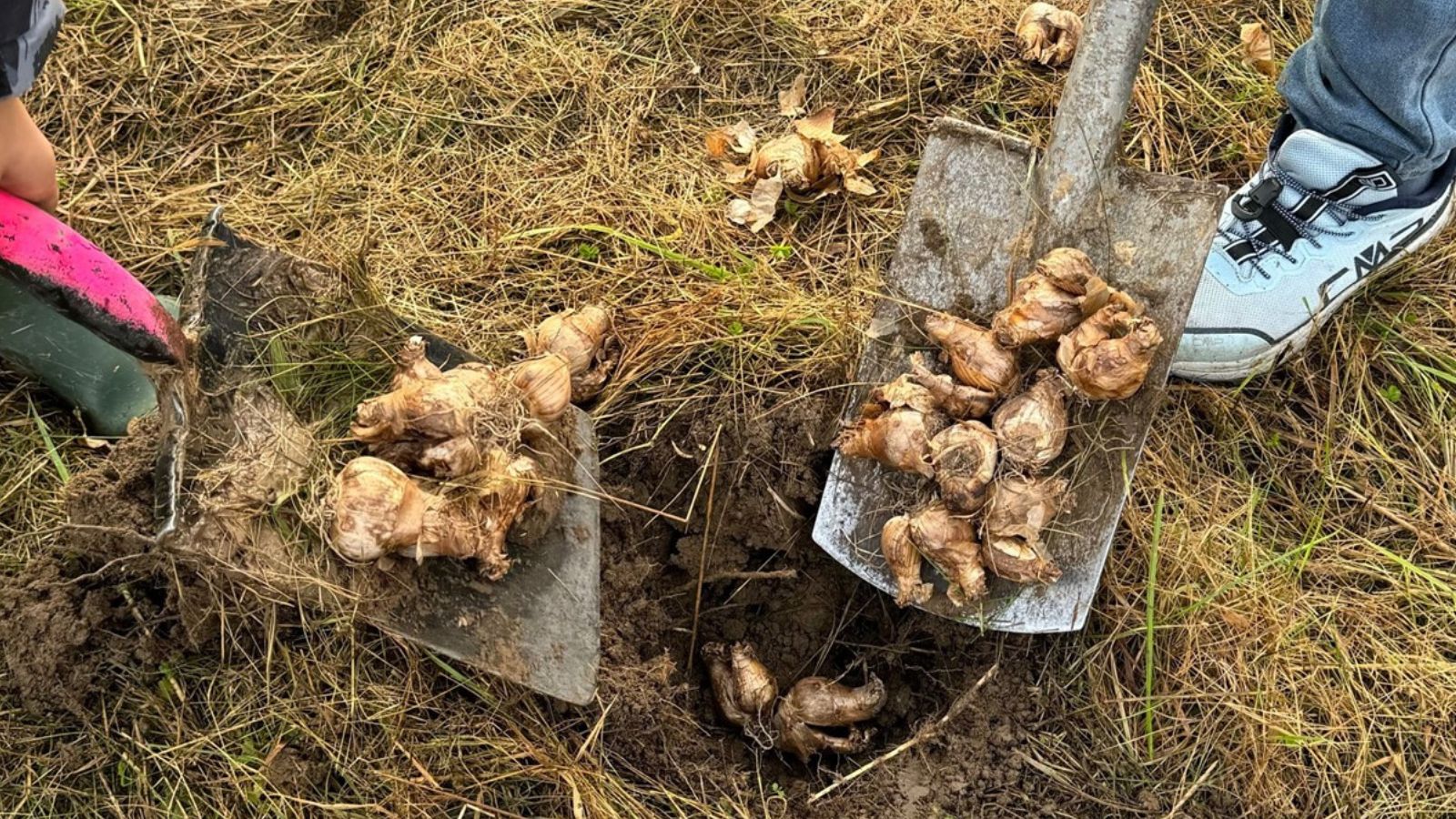 Erfolgreiche Blumenzwiebelpflanzaktion – Lahrer Schülerinnen und Schüler setzen 9.000 Narzissenzwiebeln im Bürgerpark